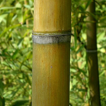 бамбук. крапинка.